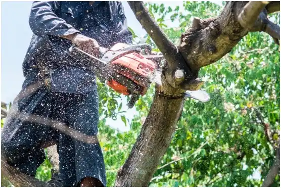 tree services Cambridge